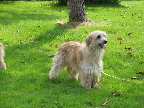 Echalotte De la tuile au loup