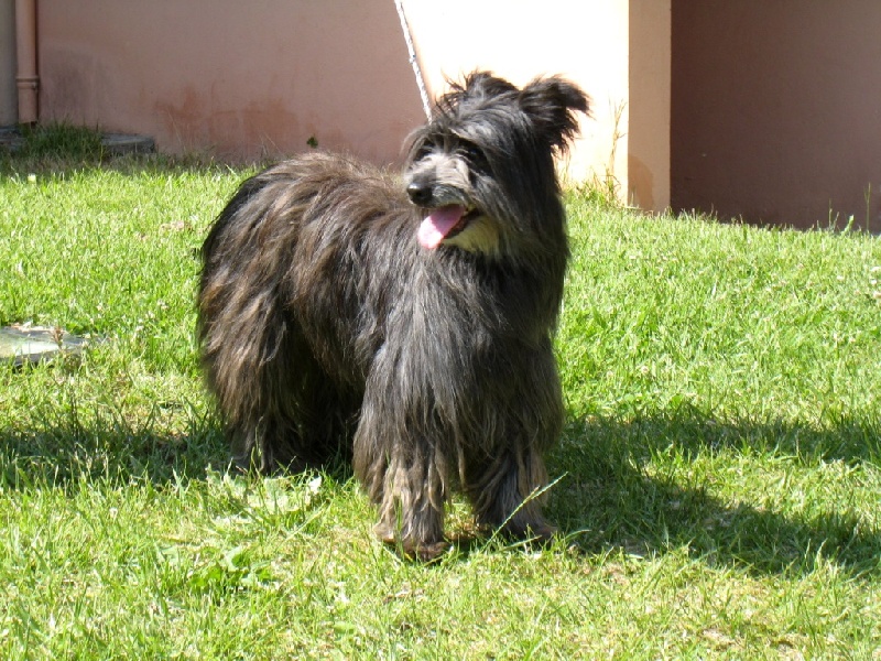 Vianne Du pic d'arbizon