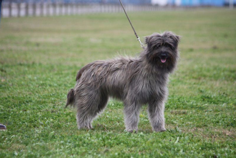 Luciole Du pic d'arbizon