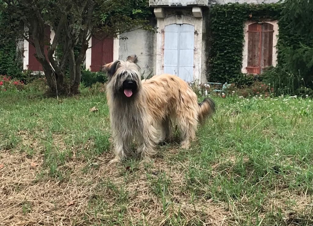 Ortie Du pic d'arbizon