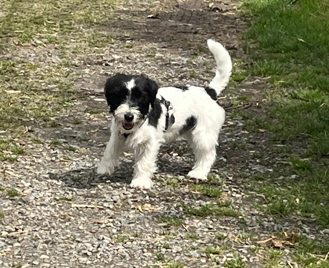 Z- MANDE  de luperca