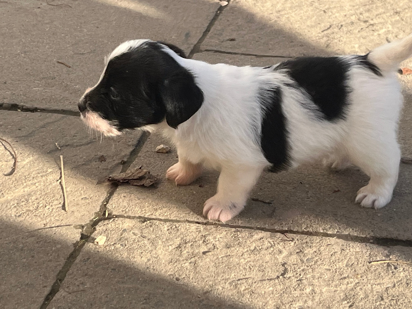 Du pic d'arbizon - Chiots disponibles - Jack Russell Terrier