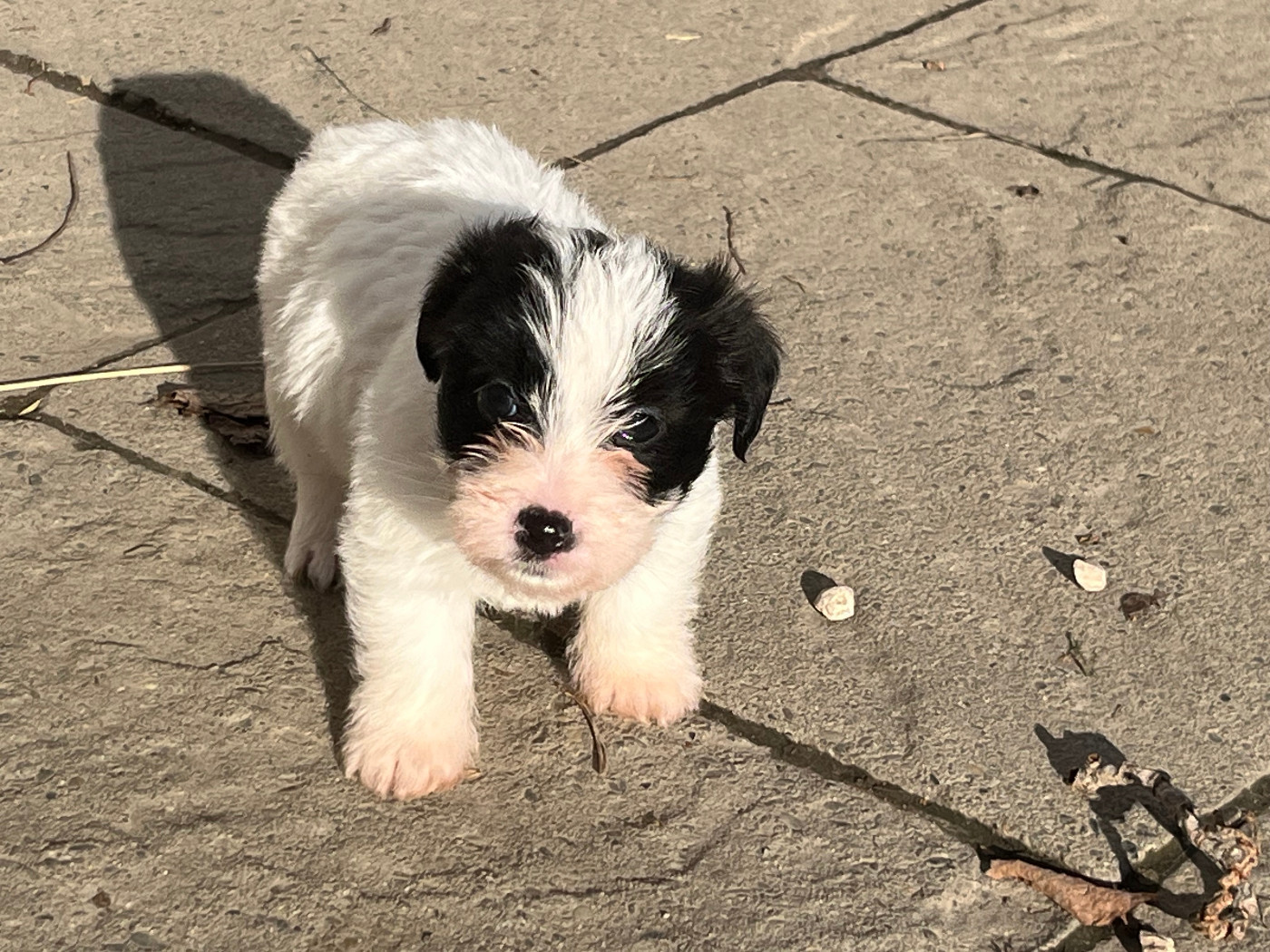 Du pic d'arbizon - Chiots disponibles - Jack Russell Terrier