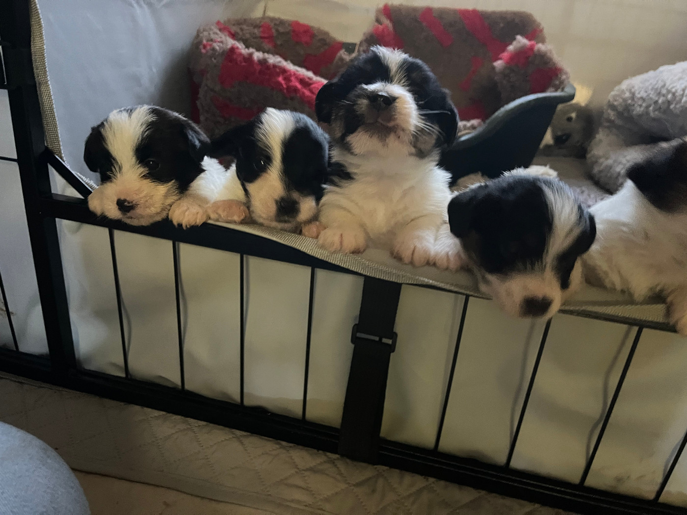 Du pic d'arbizon - Chiots disponibles - Jack Russell Terrier