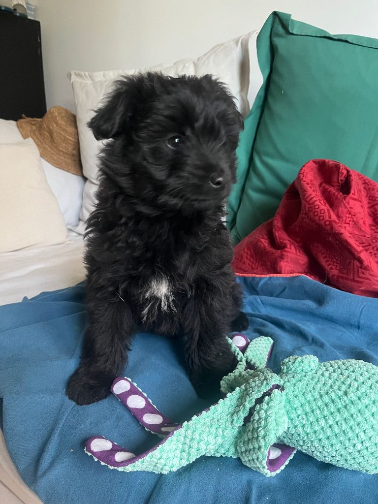 Du pic d'arbizon - Chiots disponibles - Berger des Pyrenees à poil long