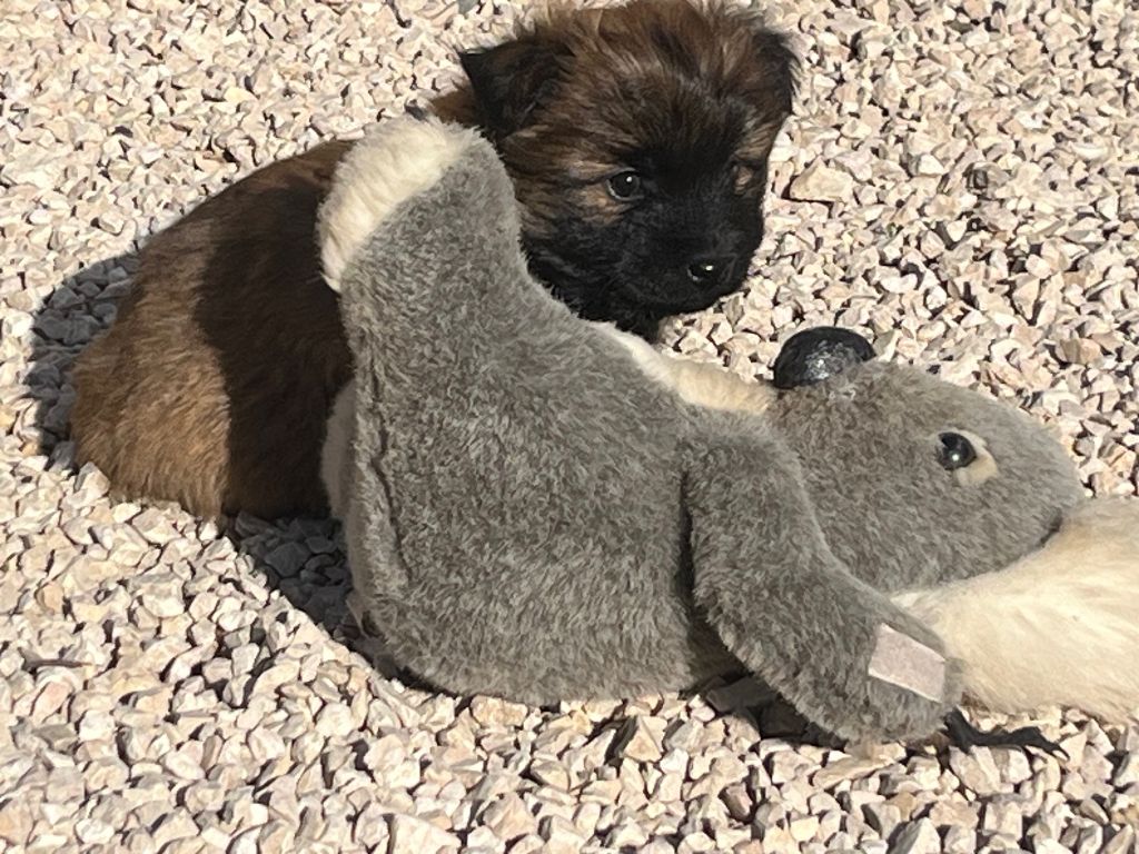 Du pic d'arbizon - Chiots disponibles - Berger des Pyrenees à poil long